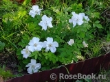 Morden Snowbeauty Morden Snowbeauty