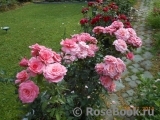 Tickled Pink Tickled Pink