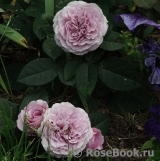 Lavender Ice Lavender Ice
