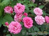 Rajah's Rose Rajah's Rose