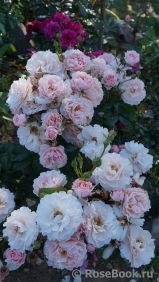 Twiggy’s Rose Twiggy’s Rose