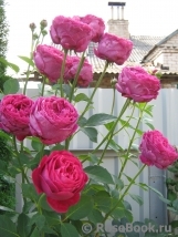 Falstaff® Falstaff®
