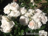 Aspirin Rose Aspirin Rose