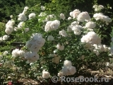 Aspirin Rose Aspirin Rose
