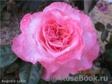 Augusta Luise Augusta Luise