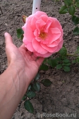 Lawinia Lawinia