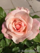 Jardins d'Albertas