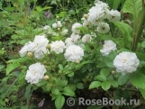 Annelies Annelies