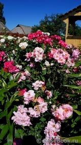 Jardiniers Du Paradis Jardiniers Du Paradis