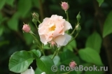 Twiggy’s Rose Twiggy’s Rose