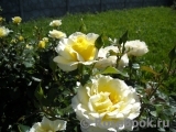 White Licorice White Licorice