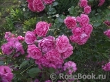 Rosarium Uetersen Rosarium Uetersen
