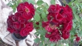 Royal Red Royal Red