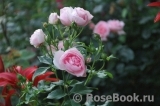 Hans Gonewein Rose Hans Gonewein Rose