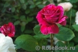 Romanza Romanza