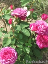 Heidi Klum Rose
