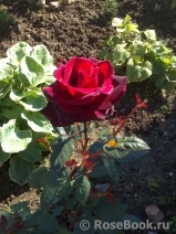 Black Baccara Black Baccara