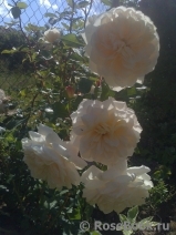 Crocus Rose® Crocus Rose®