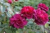 Darcey Bussell Darcey Bussell