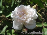 Rose anemoneflora Rose anemoneflora