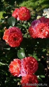 Coral Drift ® Coral Drift ®