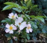 Robe Fleurie Robe Fleurie