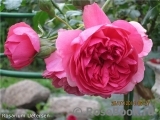 Rosarium Uetersen Rosarium Uetersen
