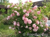 Albertine Albertine