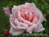 Albertine Albertine