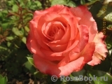 Blush Blush
