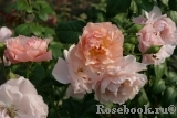 Strawberry Hill Strawberry Hill