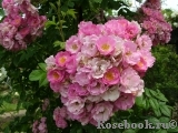 Apple Blossom Apple Blossom