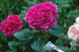 Romanza Romanza