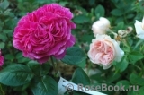 Romanza Romanza