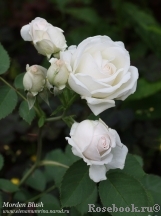 Morden Blush Morden Blush