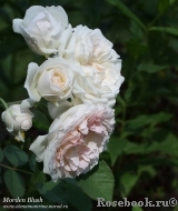 Morden Blush Morden Blush