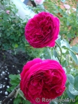 Falstaff® Falstaff®