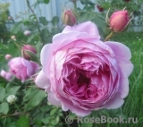 Alan Titchmarsh Alan Titchmarsh