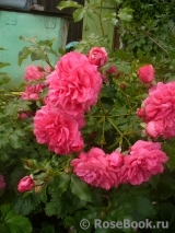 Rosarium Uetersen Rosarium Uetersen