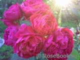 Ascot Ascot