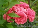 Rosarium Uetersen Rosarium Uetersen