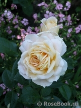 Lions Rose Lions Rose