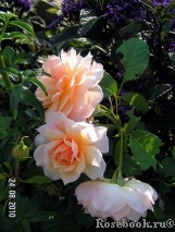 Grace® Grace®