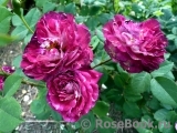 Belle de Segosa® Belle de Segosa®