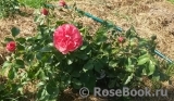 Rosarium Uetersen Rosarium Uetersen