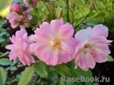 Dainty Pink Dainty Pink