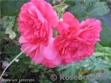 Rosarium Uetersen Rosarium Uetersen