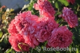 Rosarium Uetersen Rosarium Uetersen