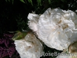 Great North Eastern Rose Great North Eastern Rose