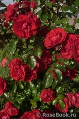 Amadeus Amadeus